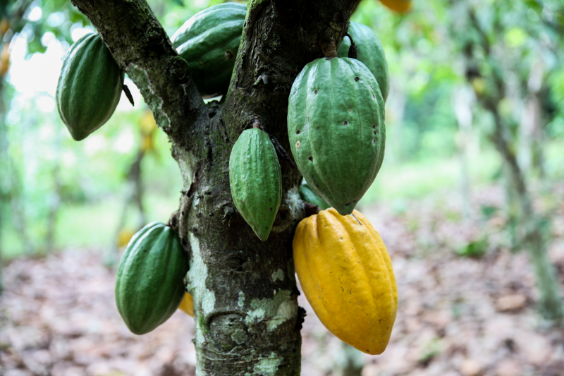 Cocoa tree