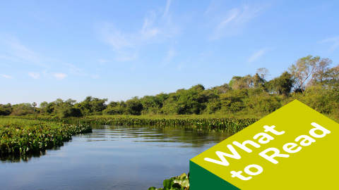 Riviere Salobra et Jacinthes Eichhornia Crassipes, Pantanal, Brazil, photo by dany13, CC BY 2.0 license